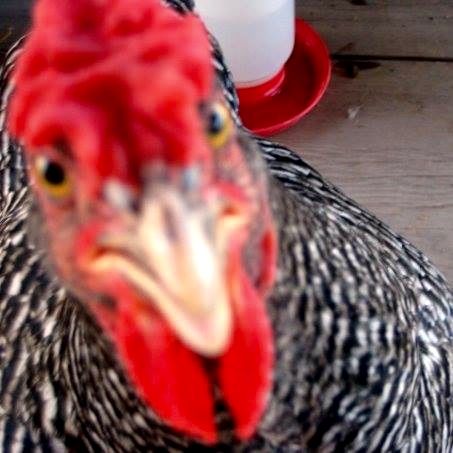 Readers show their chickens